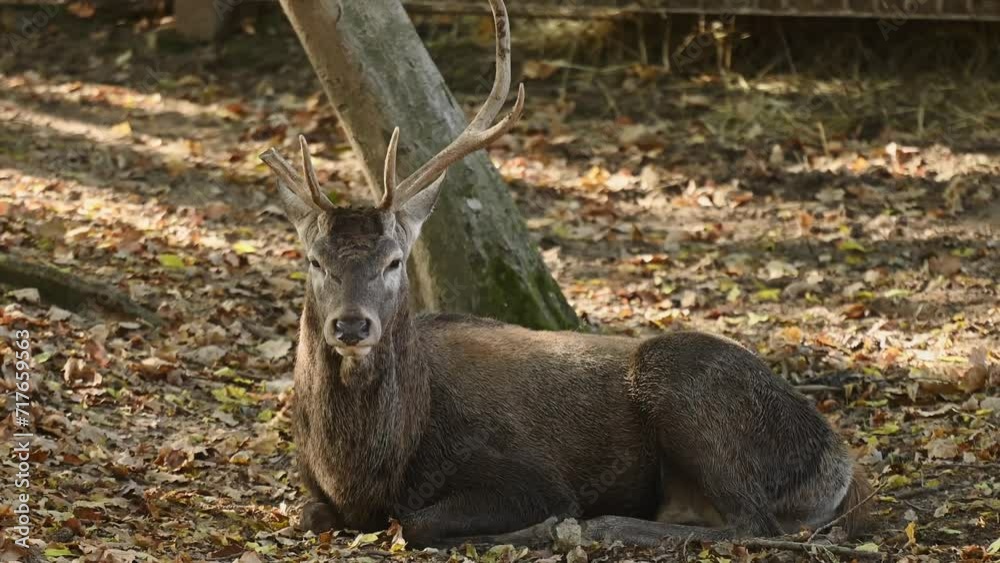 Cervids. A magnificent red deer with a broken horn is resting among the fallen leaves in the autumn forest. Deer in the reserve, the concept of animal protection, nature Cervids. A magnificent red deer with a broken horn is resting among the fallen leaves in the autumn forest. Deer in the reserve, the concept of animal protection, nature