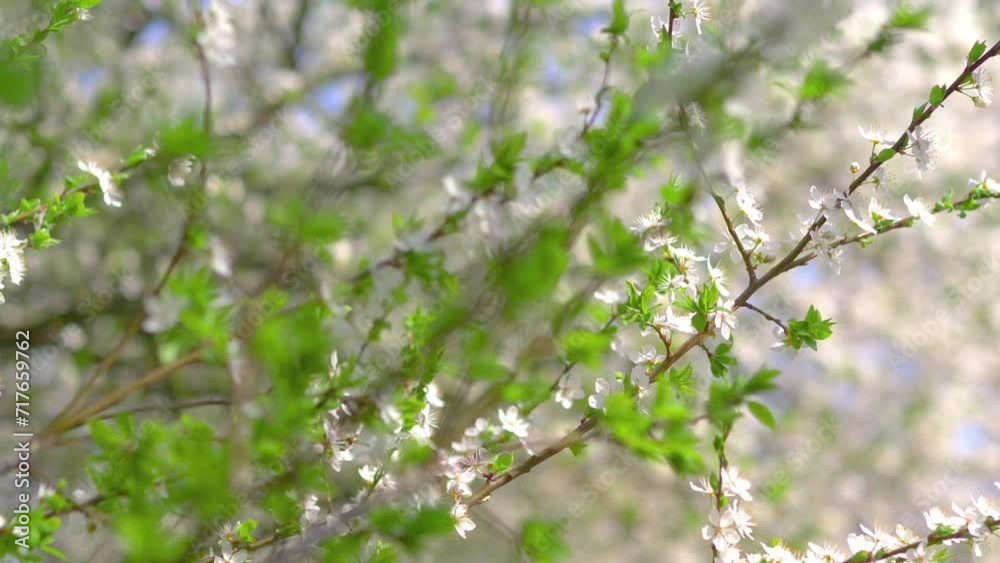Springtime awakening of nature background in 4k slow motion 60fps Springtime awakening of nature background in 4k slow motion 60fps