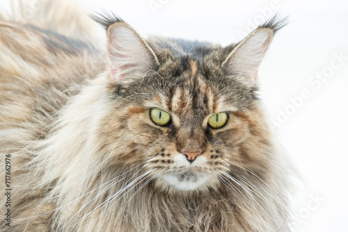 Cute furry Maine Coon cat with yellow-green eyes and long beige-brown fur. Close up portrait standing on white background. Large domestic long-hair breed, dense coat and ruff along chest. Front view. photo