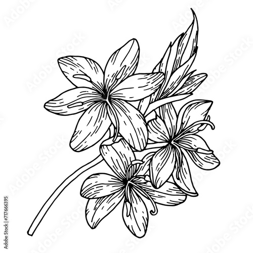 Vector illustration of a plant branch. Ink drawing of plants for crafts, greeting cards, wedding invitations. Isolated hand drawn floral sketch of botanical doodle flowers for stationery