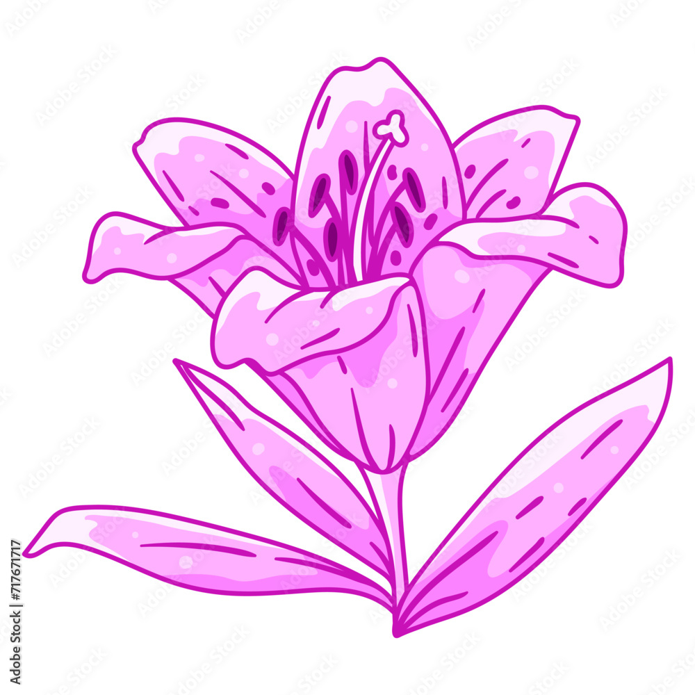 Illustration of lily flower. Beautiful decorative plant.
