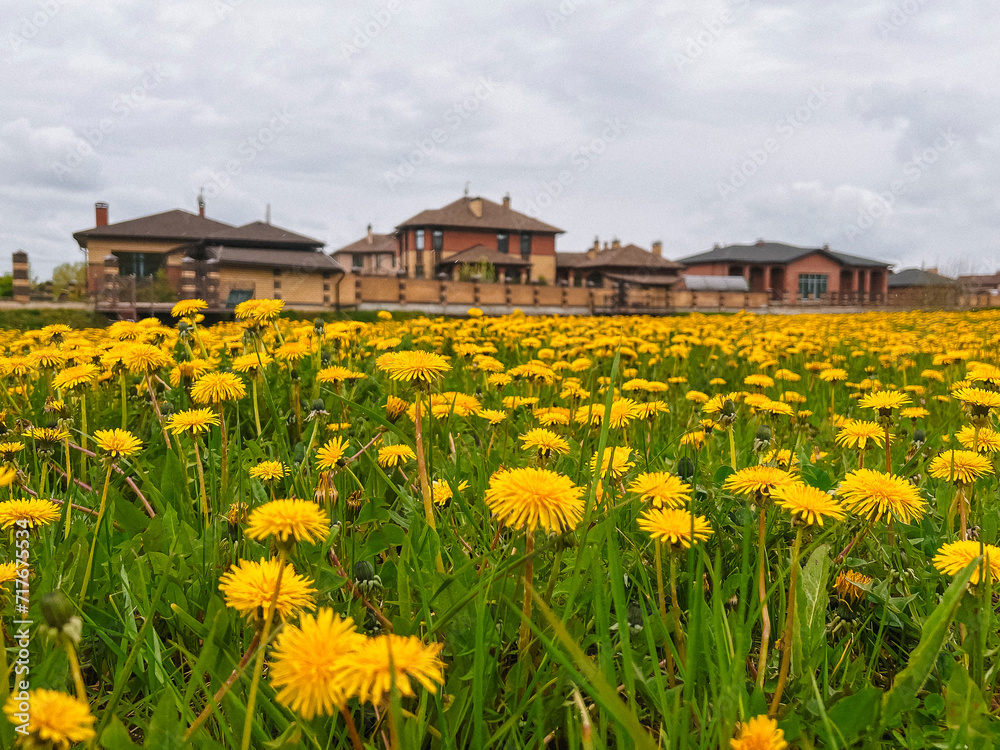 A field of dandelions on the background of a suburban cottage village.