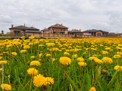 A field of dandelions on the background of a suburban cottage village.