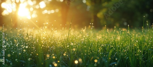 a grass field in the sunlight with small droplets of water