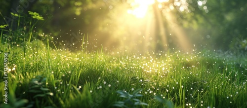 a grass field in the sunlight with small droplets of water
