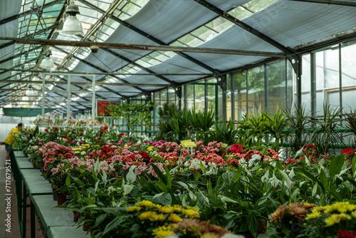 Premises of a green house  a greenhouse with flowers.