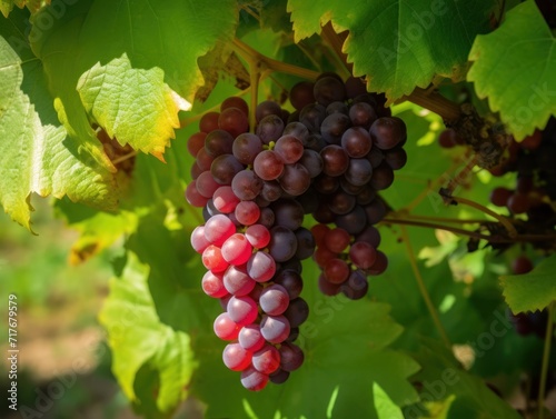 A ripe cluster of red grapes on a vine  surrounded by lush green foliage. Fruit Photography