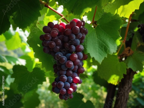 A ripe cluster of red grapes on a vine, surrounded by lush green foliage. Fruit Photography