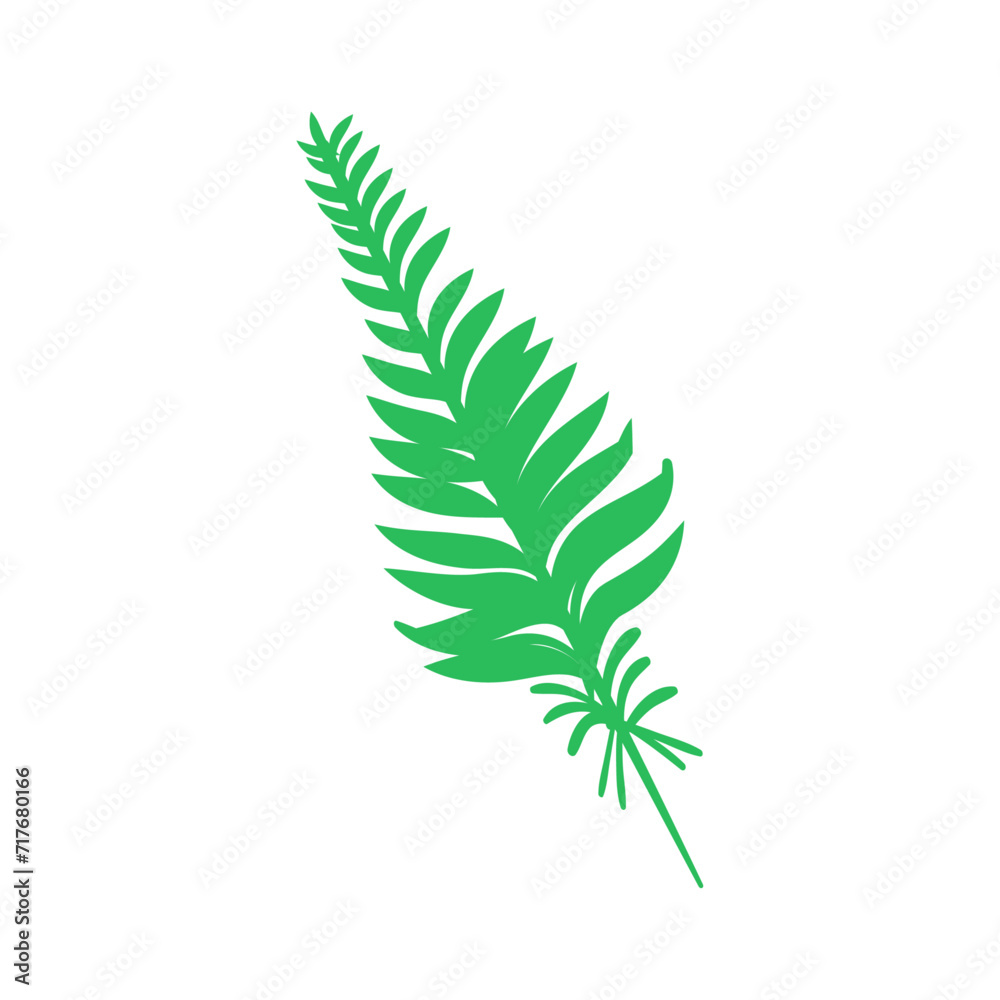 fresh fern leaves isolated on white background fresh fern leaves isolated on white background