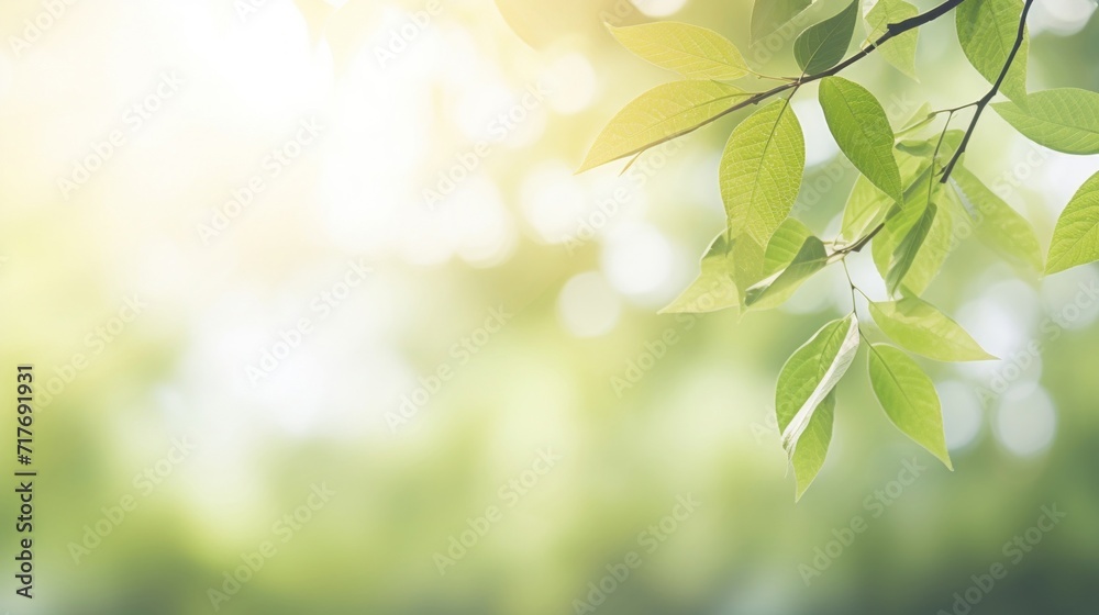 Soft sunlight filtering through fresh green leaves, creating a tranquil natural background.