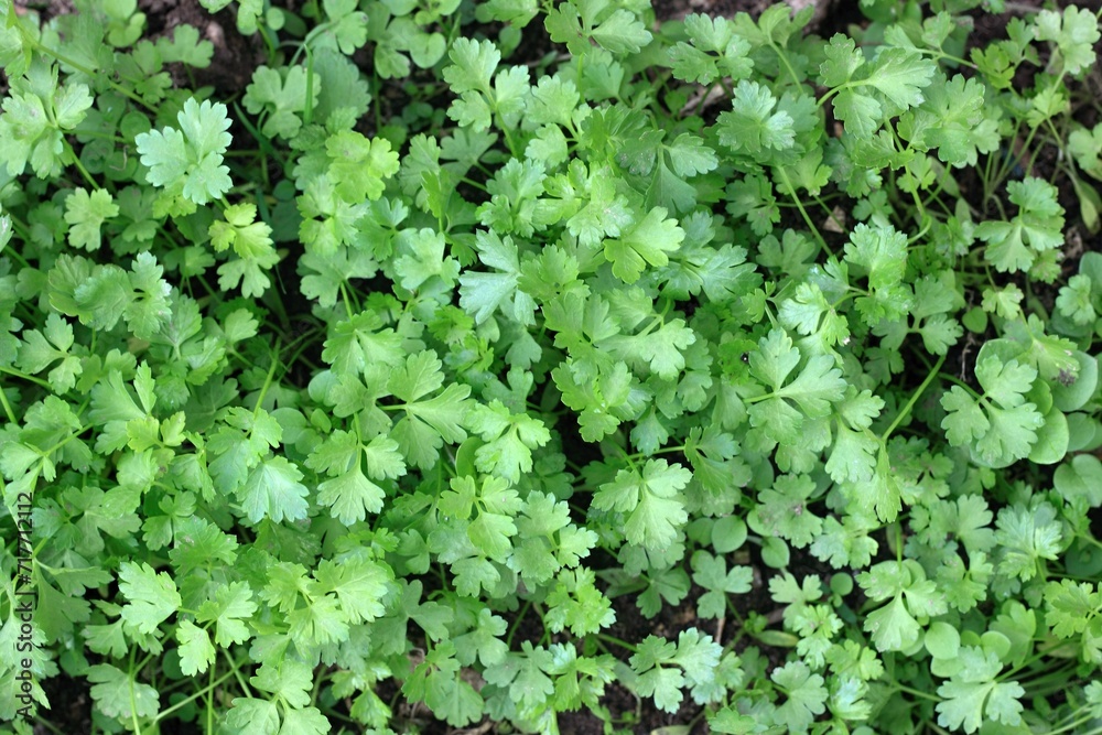 New seedlings of italian flat leaf parsley in the garden, flat lay. Italian parsley has a smoother texture and stronger flavor than curly parsley. New seedlings of italian flat leaf parsley in the garden, flat lay. Italian parsley has a smoother texture and stronger flavor than curly parsley.