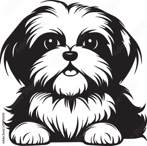 black and white shih tzu dog