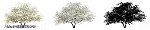 Set or collection of Flowering Dogwood trees, painted, natural and as a black silhouette on white background. Conceptual 3d illustration for nature, ecology and conservation, strength, beauty