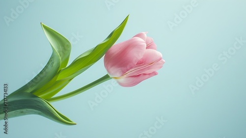 Generative AI : Happy Easter, fresh pink tulip stem with green leaves against a light blue background