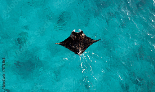 Manta ray swimming in the shallow water. Gentle giant in the ocean. Beautiful marine life. Wildlife in Exmouth, Ningaloo, Western Australia. Animal aerial picture.