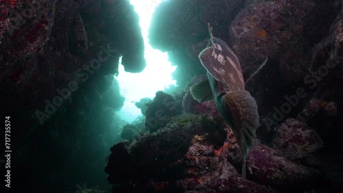 Nassau grouper among rocks of coral reef in Caribbean Sea, Jardines De la Reina, Camaguey, Cuba photo