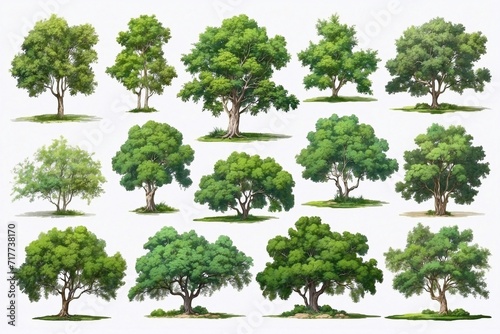 set of oil painted green trees and bushes on white backdrop  isolated trees for cards  book illustrations