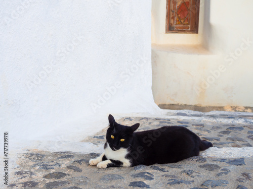 Cute cat of Santorini Island. Cyclades of Greece.