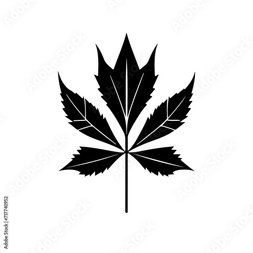 leaf of maple