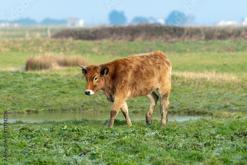 Vache , race Maraichine, region Pays de Loire; marais Breton; 85, Vendée, Loire Atlantique, France