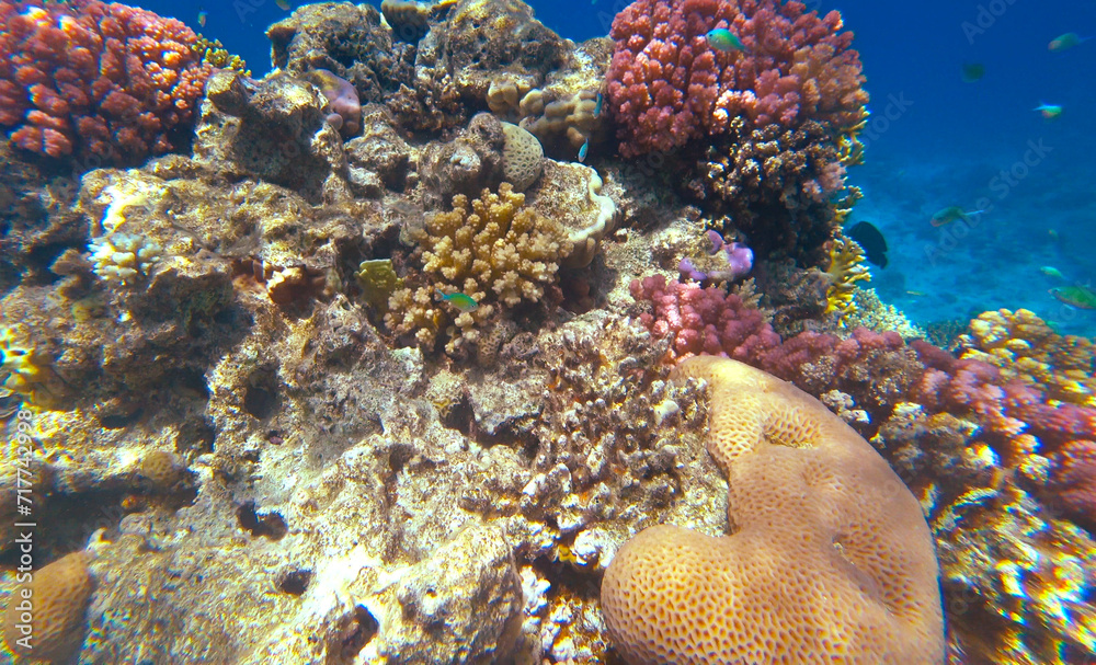 Obraz premium Amazing coral reef and fish