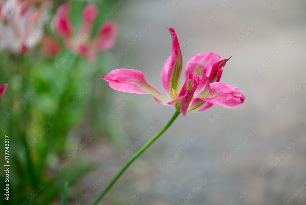 Close-up of a fancy striated pink and green parrot tulip.