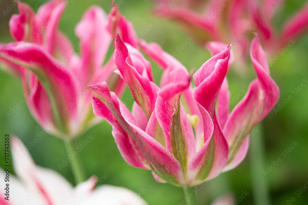 Close-up of a fancy striated pink and green parrot tulip.