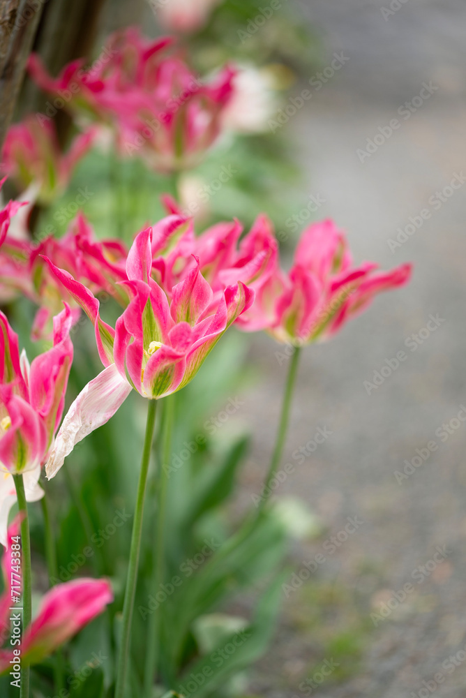 Fototapeta premium Close-up of a fancy striated pink and green parrot tulip.