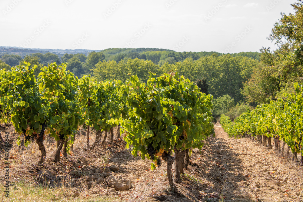 Photographs French vineyards of Carcassone where you can see clusters of black grapes.