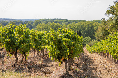 Photographs French vineyards of Carcassone where you can see clusters of black grapes.
