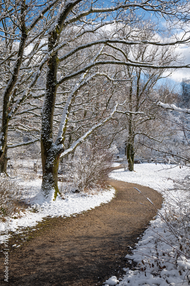 Empty, curved footpath in snow covered forest scene, no people Empty, curved footpath in snow covered forest scene, no people
