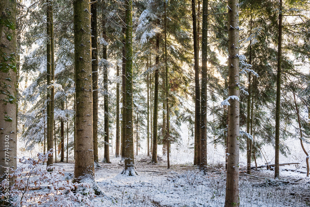 Fototapeta premium Tall snow covered pine or fir trees in a winter forest scene in Europe, no people