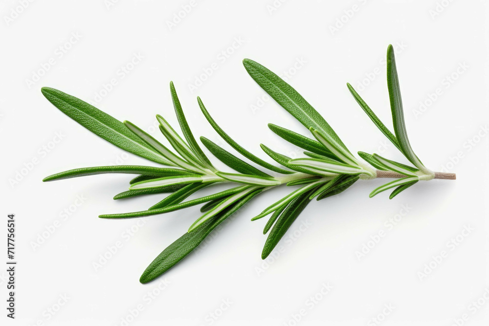 fresh rosemary leaves isolated on a white background fresh rosemary leaves isolated on a white background