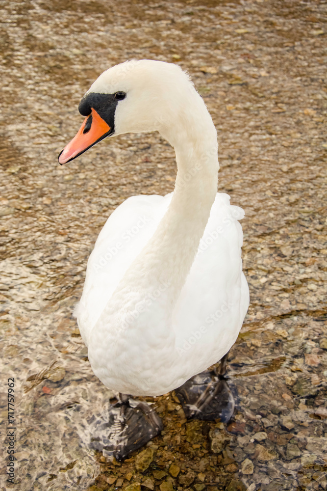 White swan close up. Clear lake shore water. White swan close up. Clear lake shore water.