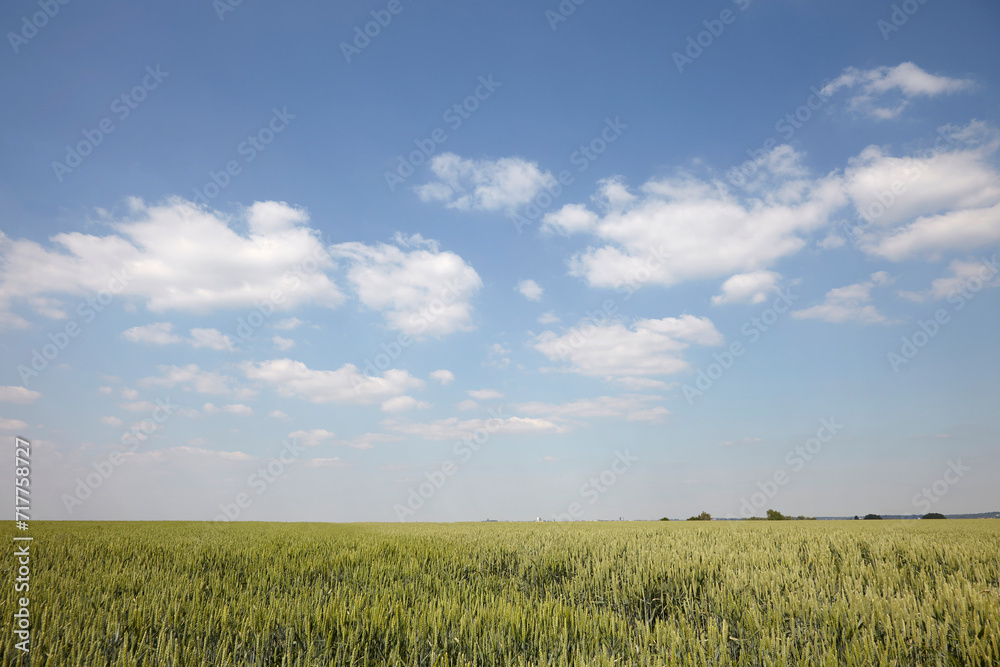 Cornfield with bleu sky and white clouds