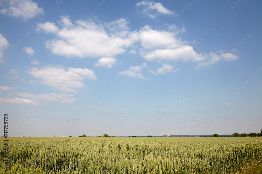 Cornfield with bleu sky and white clouds Cornfield with bleu sky and white clouds