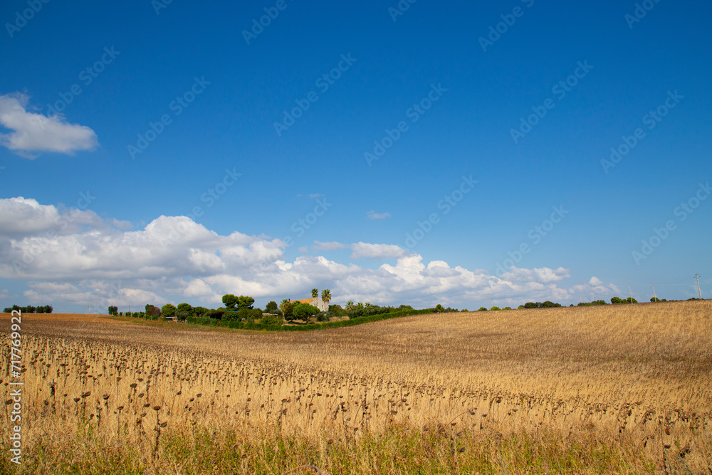 Agriculture in Italy – sunflower field in the Marches region in Italy