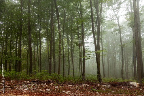  Foggy forest landscape with broadleaf trees.