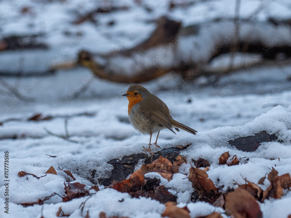 Robin bird in the snow, low angle