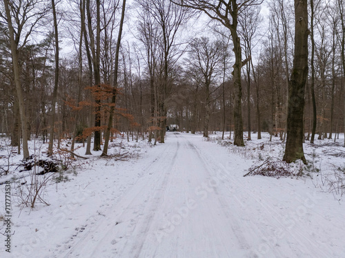 Wallpaper Mural Snow in winter landscape forest an trees Torontodigital.ca