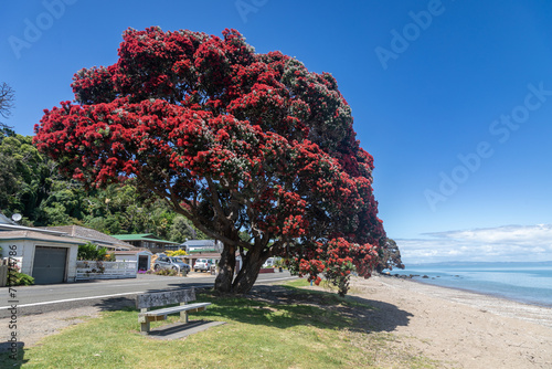 Pohutukawa Tree on beach coastline. Thames, Coromandel Peninsula, New Zealand. photo