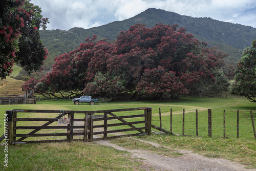 Farm gate, ute truck and giant flowering pohutukawa tree in the far north of Coromandel Peninsula, New Zealand. photo