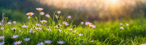 Common daisy White Flowers with green grass and natural sunlight free space banner