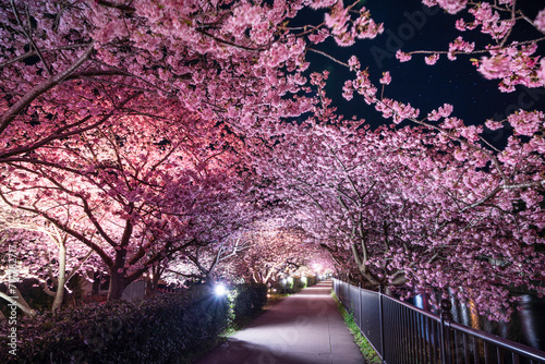 河津川沿いのライトアップされた美しい河津桜【静岡県・河津町】 Beautiful Kawazu cherry blossoms lit up along the Kawazu River - Shizuoka, Japan