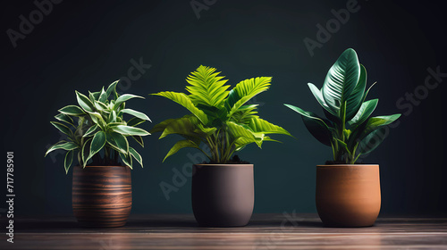 A group of three potted plants sitting next to each other