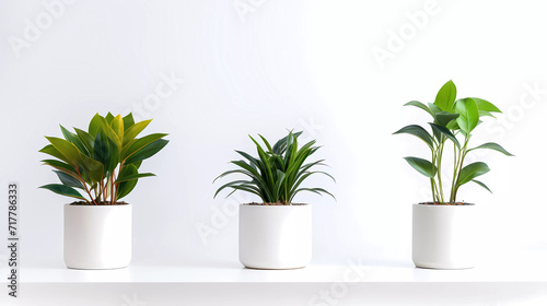 A group of three potted plants sitting on top of a table next to each other on a white background