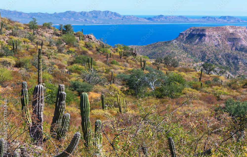 Obraz premium Cactus in Mexico