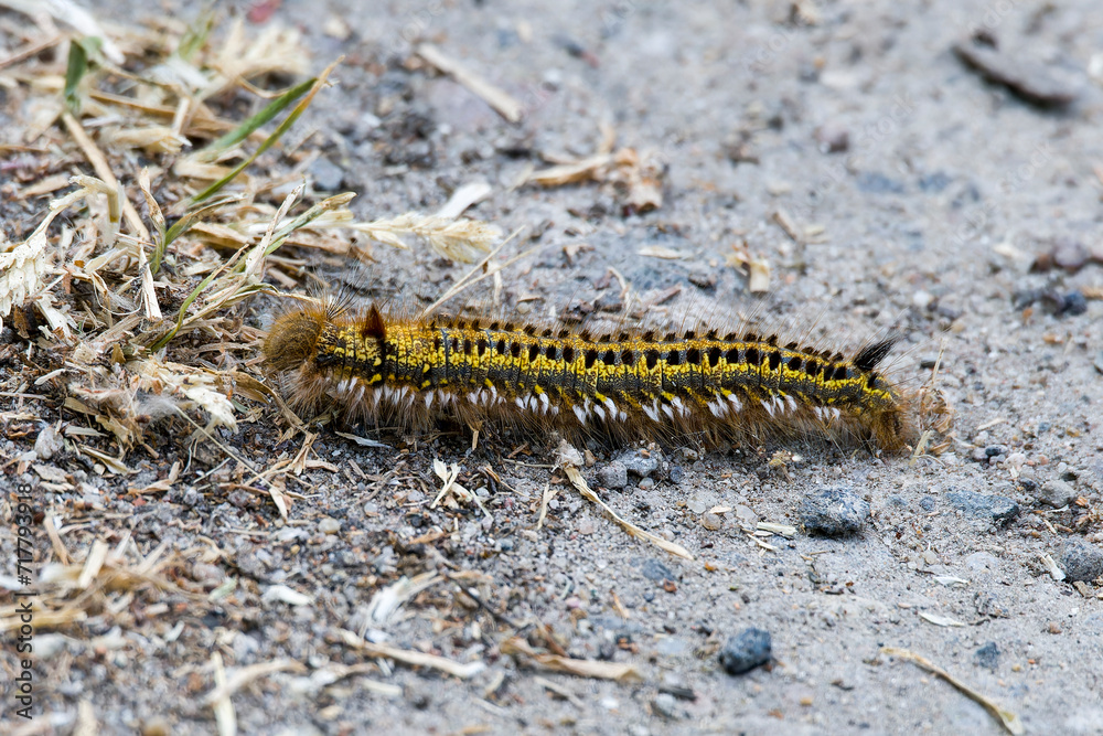 Grasglucke oder Trinkerin (Euthrix potatoria) ist ein Schmetterling (Nachtfalter) Grasglucke oder Trinkerin (Euthrix potatoria) ist ein Schmetterling (Nachtfalter)