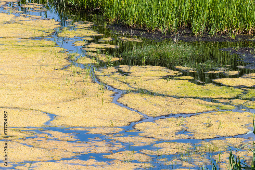 Algenwachstum an einem Teich im Sommer Algenwachstum an einem Teich im Sommer
