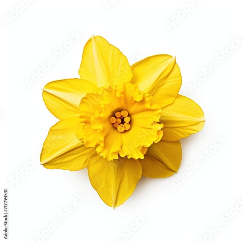 A single daffodil top view isolated on white background